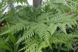 Pteris tremula